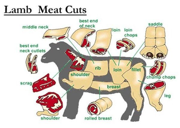 Lamb cut chart showing neck, shoulder, rib, loin, breast, and leg cuts